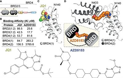 Dissecting the Role of BET Bromodomain Proteins BRD2 and BRD4 in Human NK Cell Function